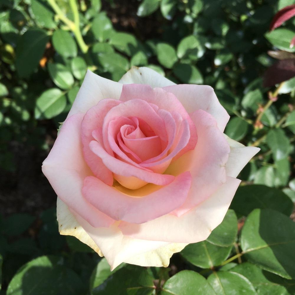 Photo of Rose (Rosa 'Pink Promise') uploaded by csandt