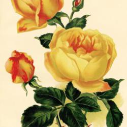 
Date: c. 1910
illustration by M. Brun from 'Journal des Roses', 1910