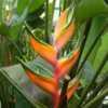 One of theist of the Bihai heliconia
