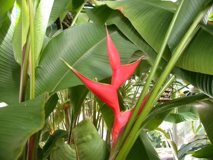 Photo of Lobster Claw (Heliconia stricta 'Bucky') uploaded by Gina1960