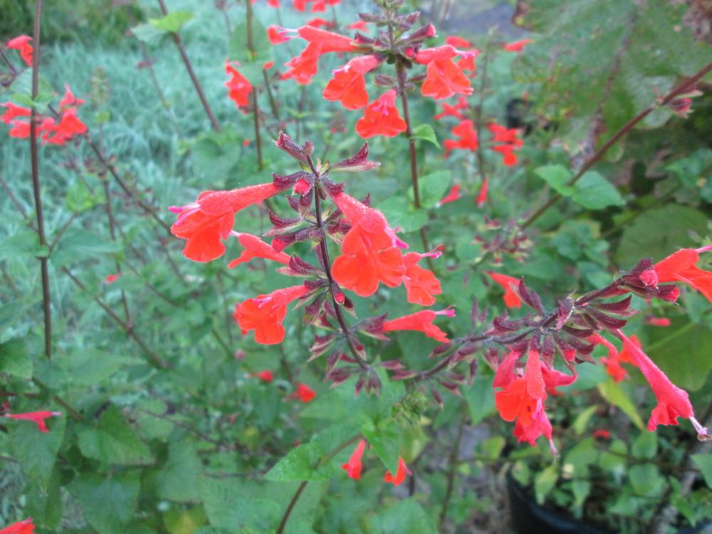 Photo of Scarlet Sage (Salvia coccinea) uploaded by christinereid54