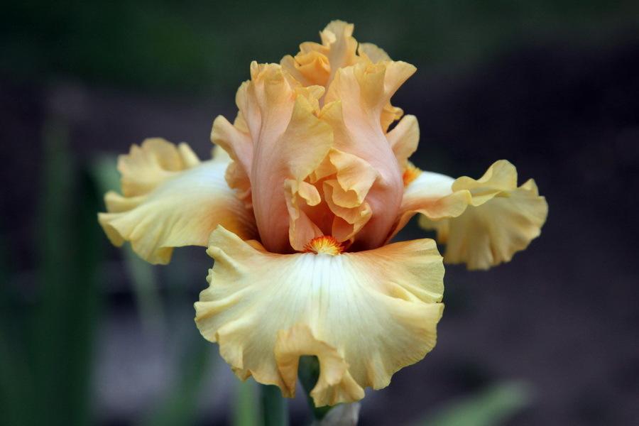 Photo of Tall Bearded Iris (Iris 'Easy as Pie') uploaded by dimson67