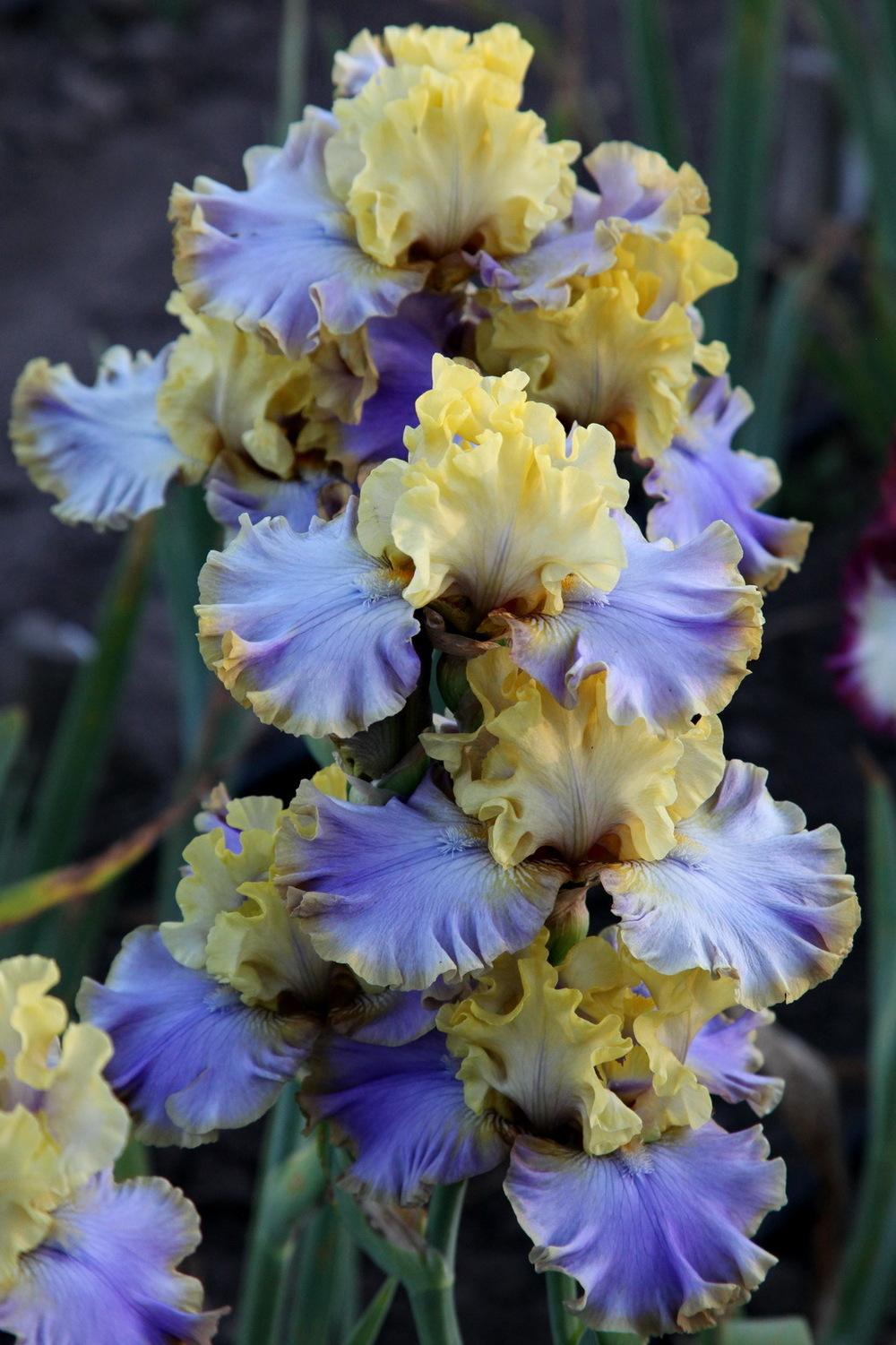 Photo of Tall Bearded Iris (Iris 'Repertoire') uploaded by dimson67