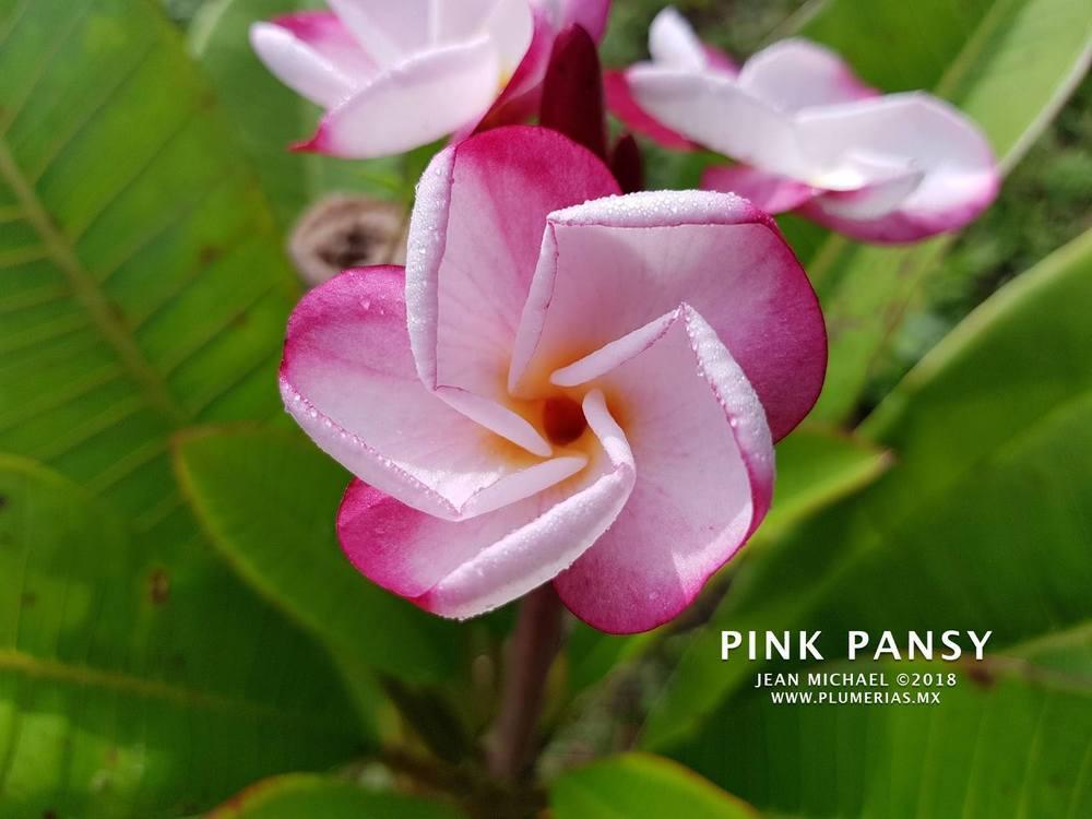 Photo of Plumeria (Plumeria rubra 'Pink Pansy') uploaded by kbuntu
