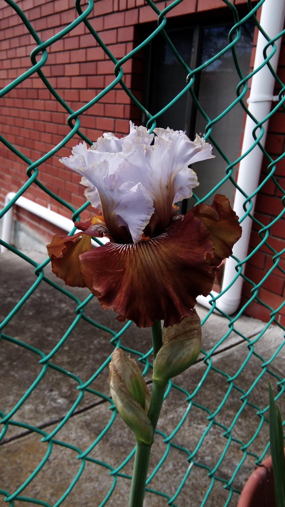 Photo of Tall Bearded Iris (Iris 'Milk in My Coffee') uploaded by Gardendaze00