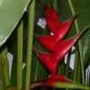 a stellar Caribaea heliconia, but really large growing. If space 