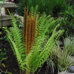 Location: West Chester, Pennsylvania
Date: 2012-05-07
fern with cinnamon-colored fertile fronds in middle