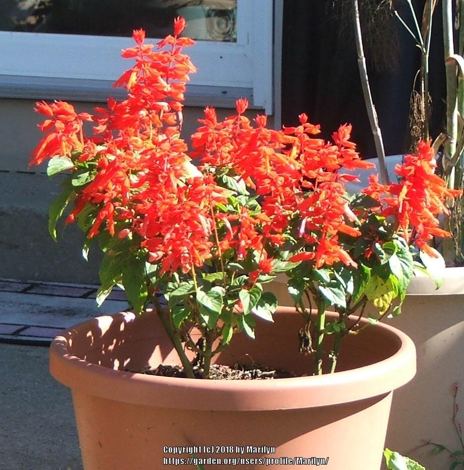 Photo of Scarlet Sage (Salvia splendens) uploaded by Marilyn