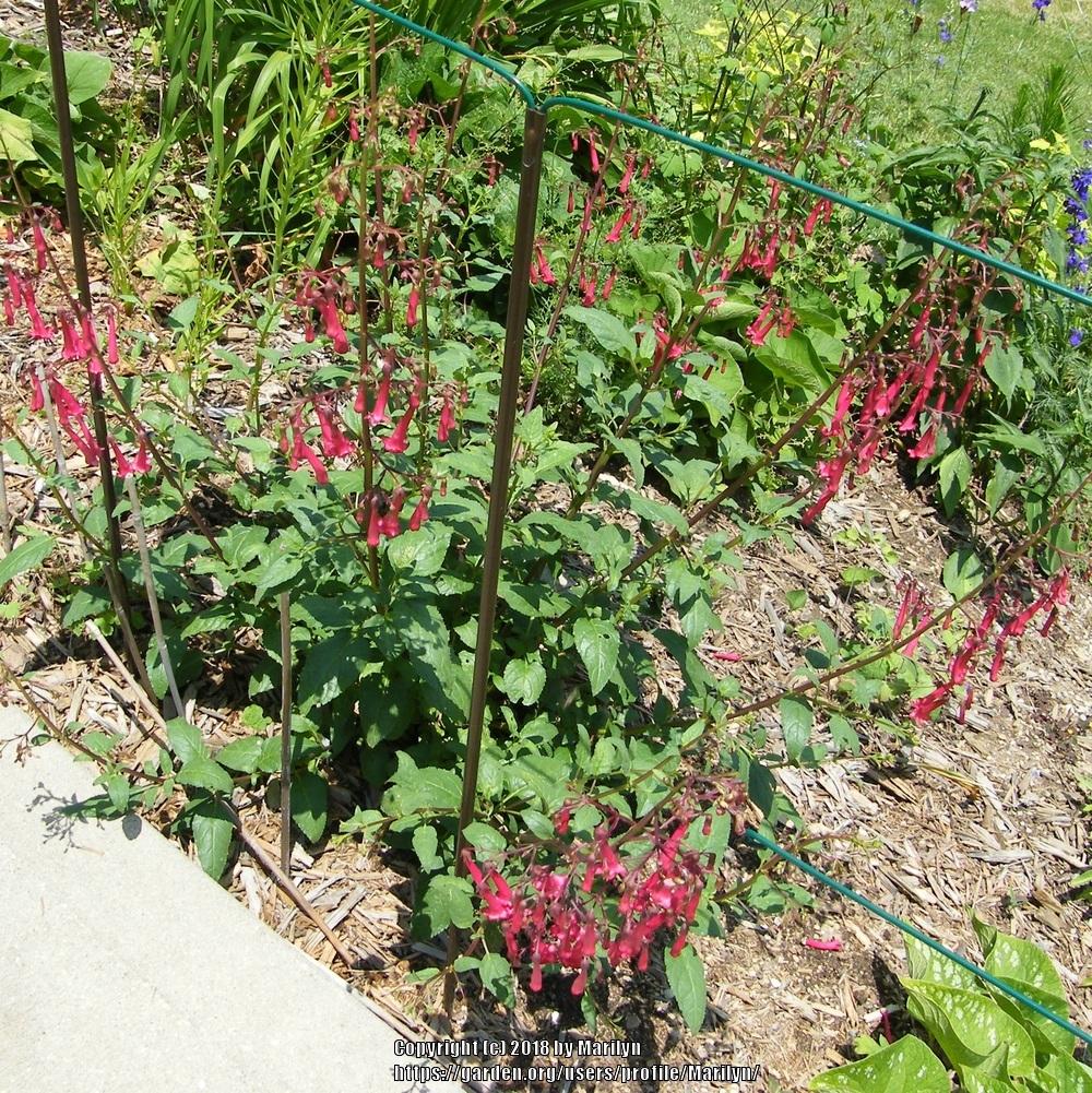 Photo of Cape Fuchsia (Phygelius Cherry Ripe) uploaded by Marilyn