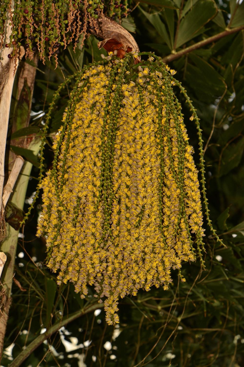 Photo of Fishtail Palm (Caryota) uploaded by dawiz1753
