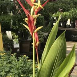 Location: North Central TX Zone 8a
Date: 2018-09-20
I'm obsessed with this plant. It resembles a canna, a Bird of Par