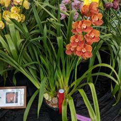 Location: Melbourne Orchid Spectacular (OSCOV Show), Victoria, Australia
Date: 2018-08-24
A sibling cross. Part of the Devon Meadows Orchids display.