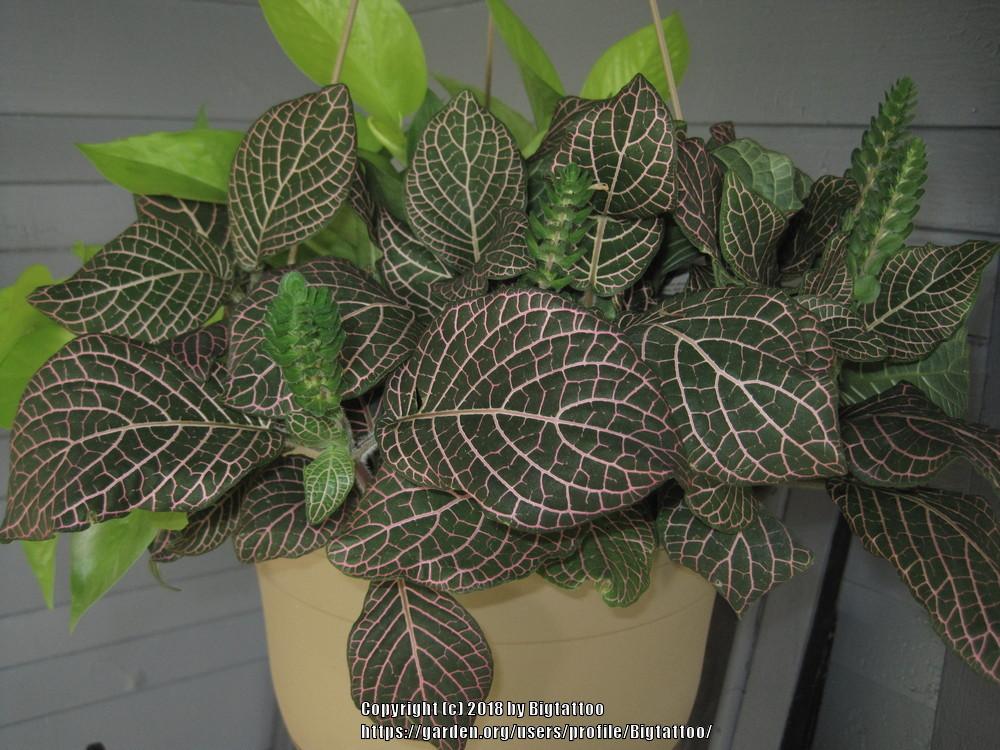 Photo of Mosaic Plant (Fittonia albivenis 'Juanita') uploaded by Bigtattoo