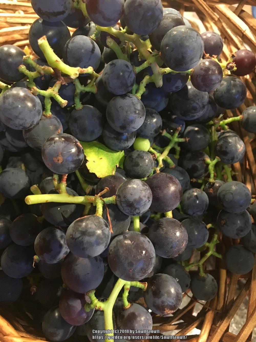 Photo of Concord Grape (Vitis labrusca 'Concord') uploaded by SowItGrowIt