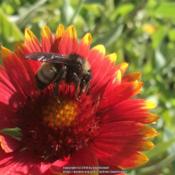 Pollinator getting ready for summers end on the lovely Gaillardia