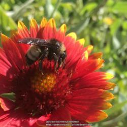 Location: Elizabeth, CO
Date: 2018-09-20
Pollinator getting ready for summers end on the lovely Gaillardia