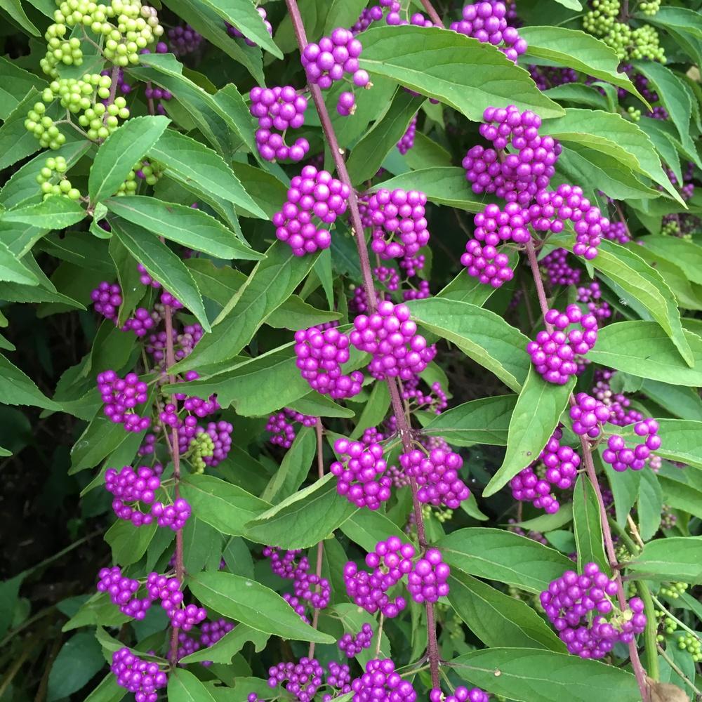 Photo of Beautyberry (Callicarpa dichotoma) uploaded by csandt