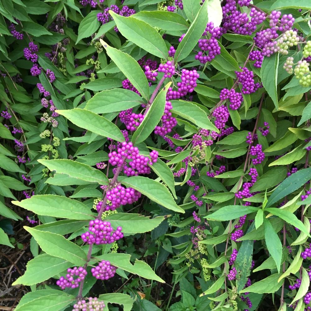 Photo of Beautyberry (Callicarpa dichotoma) uploaded by csandt