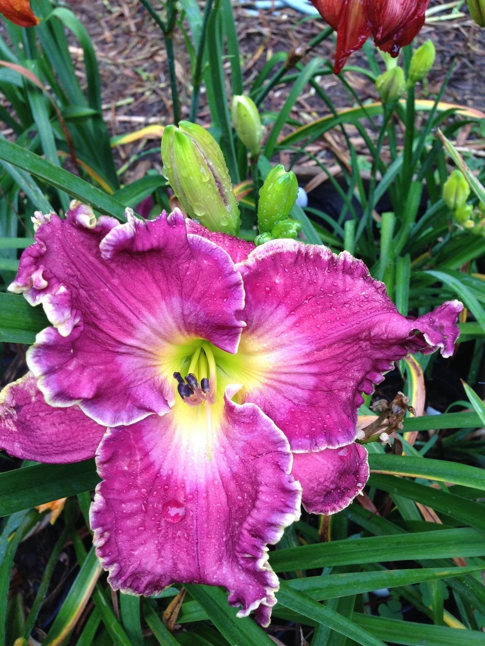 Photo of Daylily (Hemerocallis 'Cup of Cold Water') uploaded by hillbilly