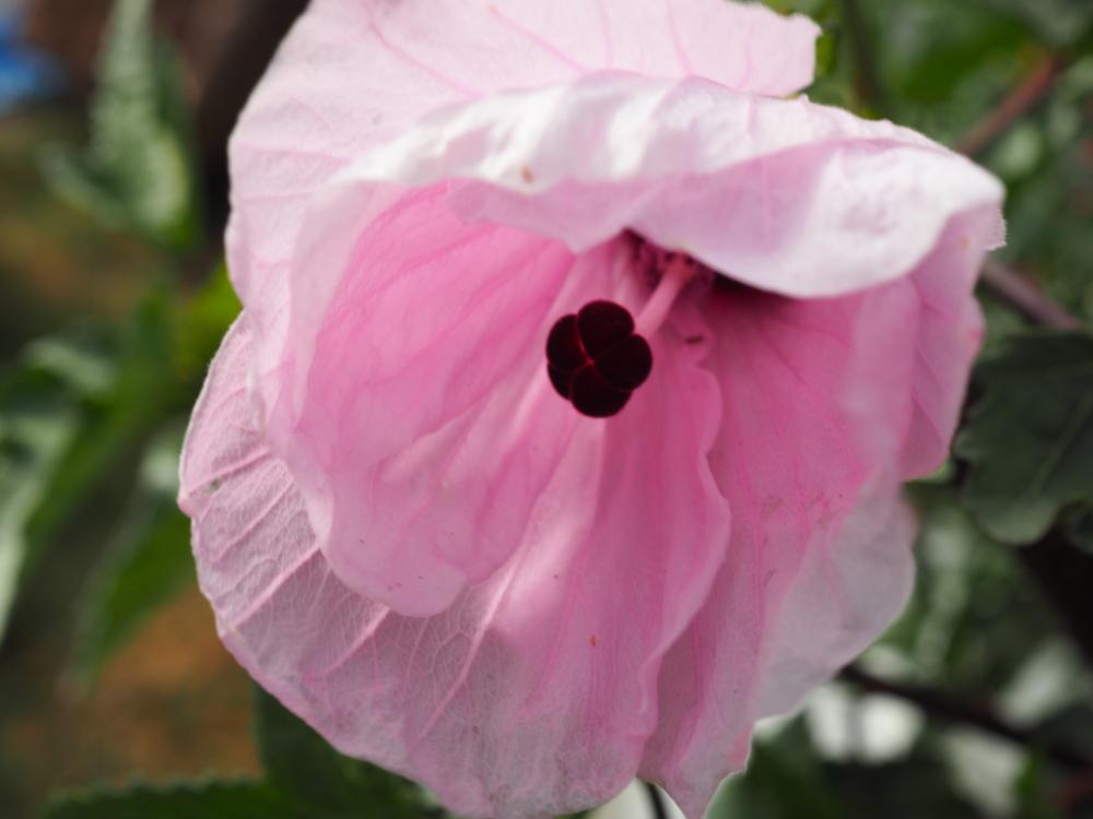 Photo of Rosa del Rio (Hibiscus striatus subsp. striatus) uploaded by kfrivard50