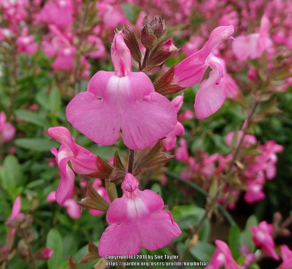 Photo of Autumn Sage (Salvia greggii Mirage™ Pink) uploaded by kniphofia