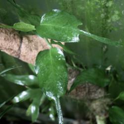 Location: My greenhouse, Florida
Date: 2018-09-22
as with many climbing aroids, the juvenile leaves do not resemble
