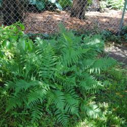 Location: Downingtown, Pennsylvania
Date: 2016-05-30
planted specimen along backyard fence