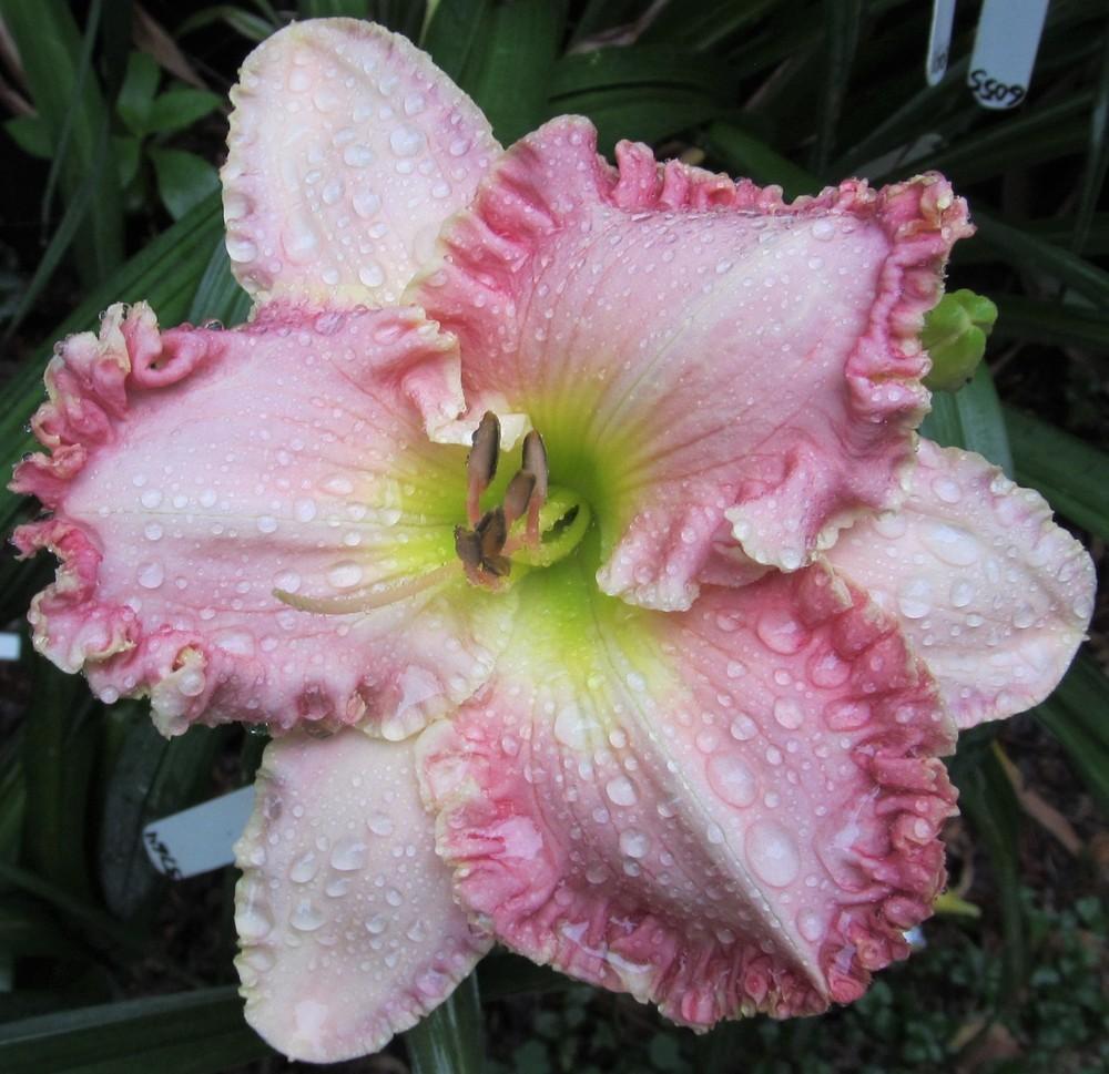 Photo of Daylily (Hemerocallis 'Pink Aloha') uploaded by Sscape