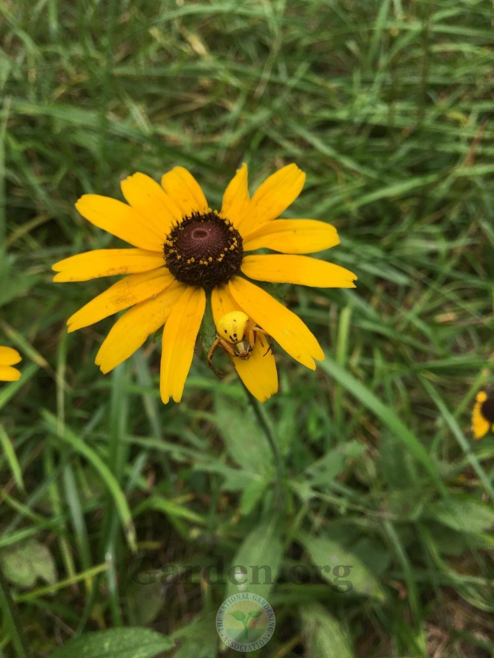 Photo of Black Eyed Susans (Rudbeckia) uploaded by chickhill