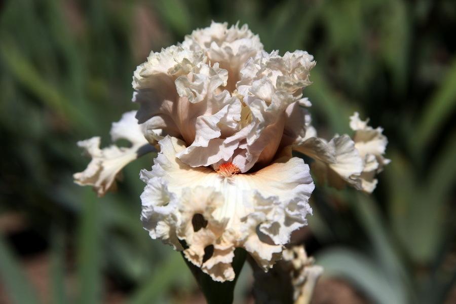 Photo of Tall Bearded Iris (Iris 'Shattered Glass') uploaded by dimson67