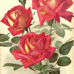 
Date: c. 1910
illustration from 'Journal des Roses', 1910
