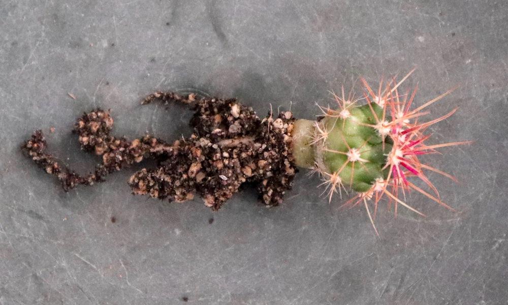 Photo of Barrel Cactus (Ferocactus) uploaded by Baja_Costero