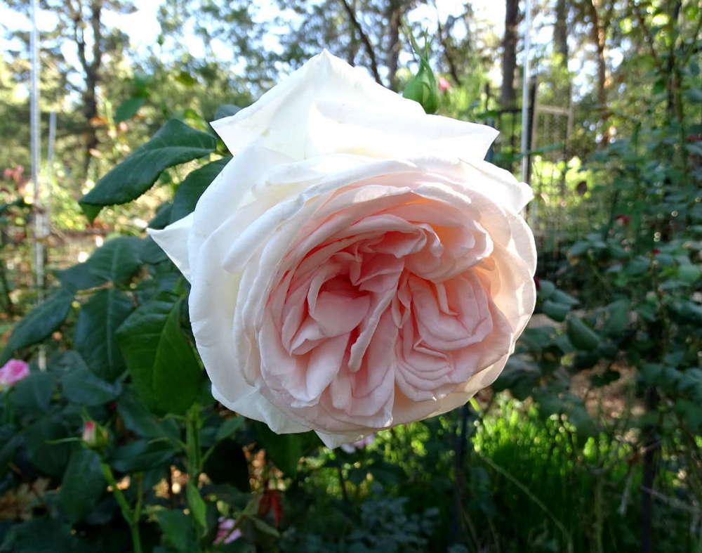 Photo of Rose (Rosa 'Schloss Ippenburg') uploaded by Beth_NorCal