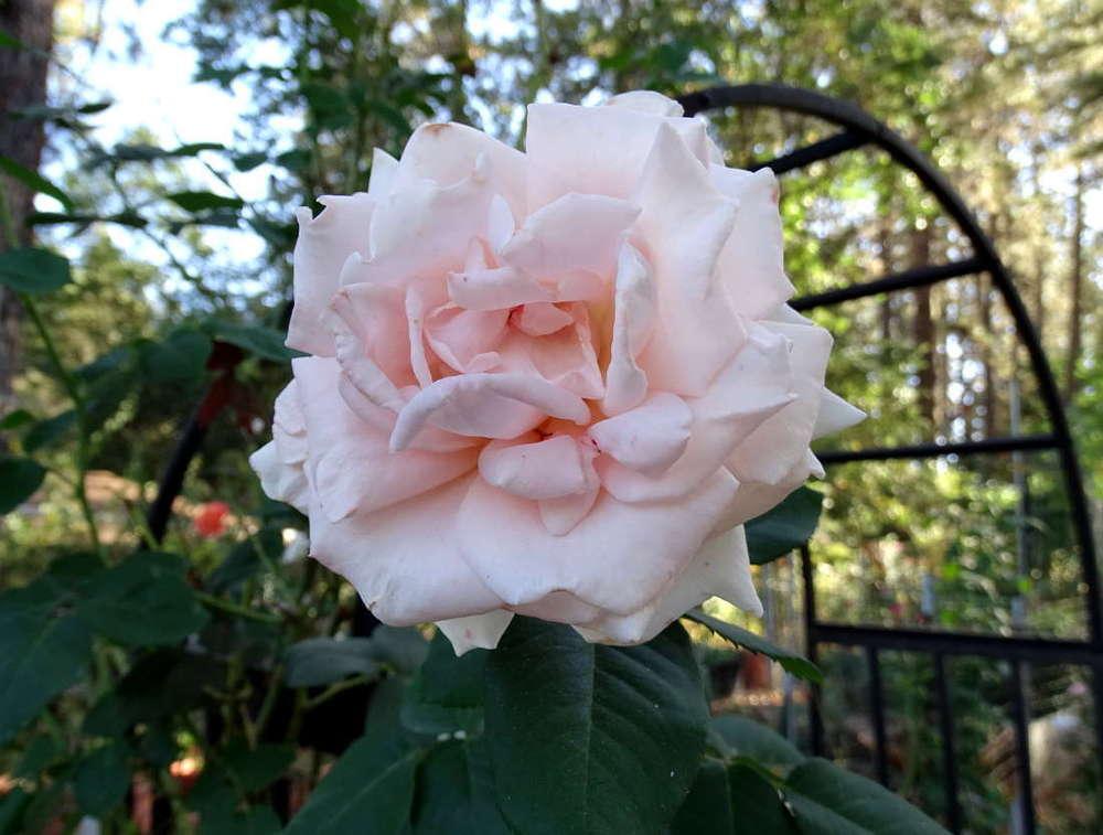 Photo of Rose (Rosa 'Breath of Life') uploaded by Beth_NorCal