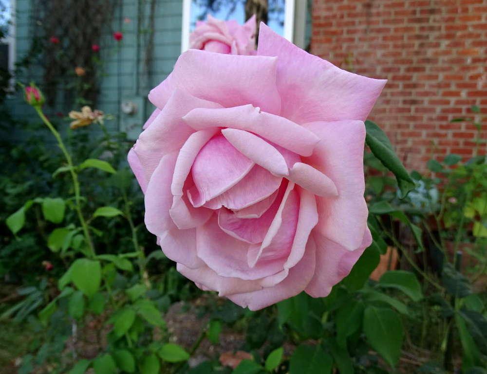 Photo of Rose (Rosa 'Memorial Day') uploaded by Beth_NorCal