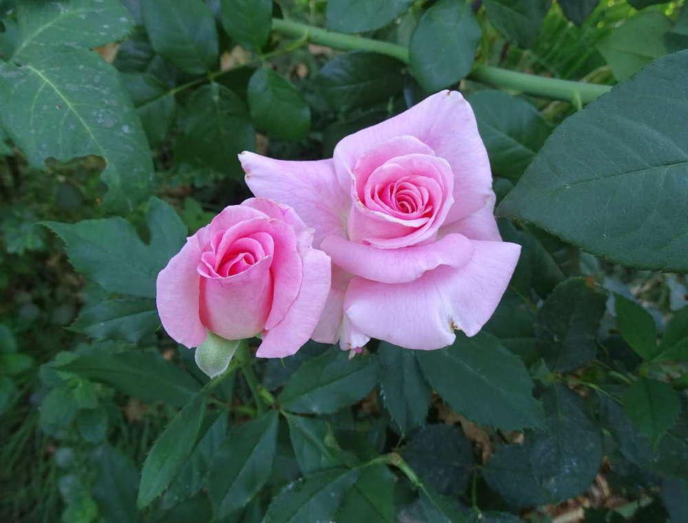 Photo of Rose (Rosa 'Bridal Pink') uploaded by Beth_NorCal
