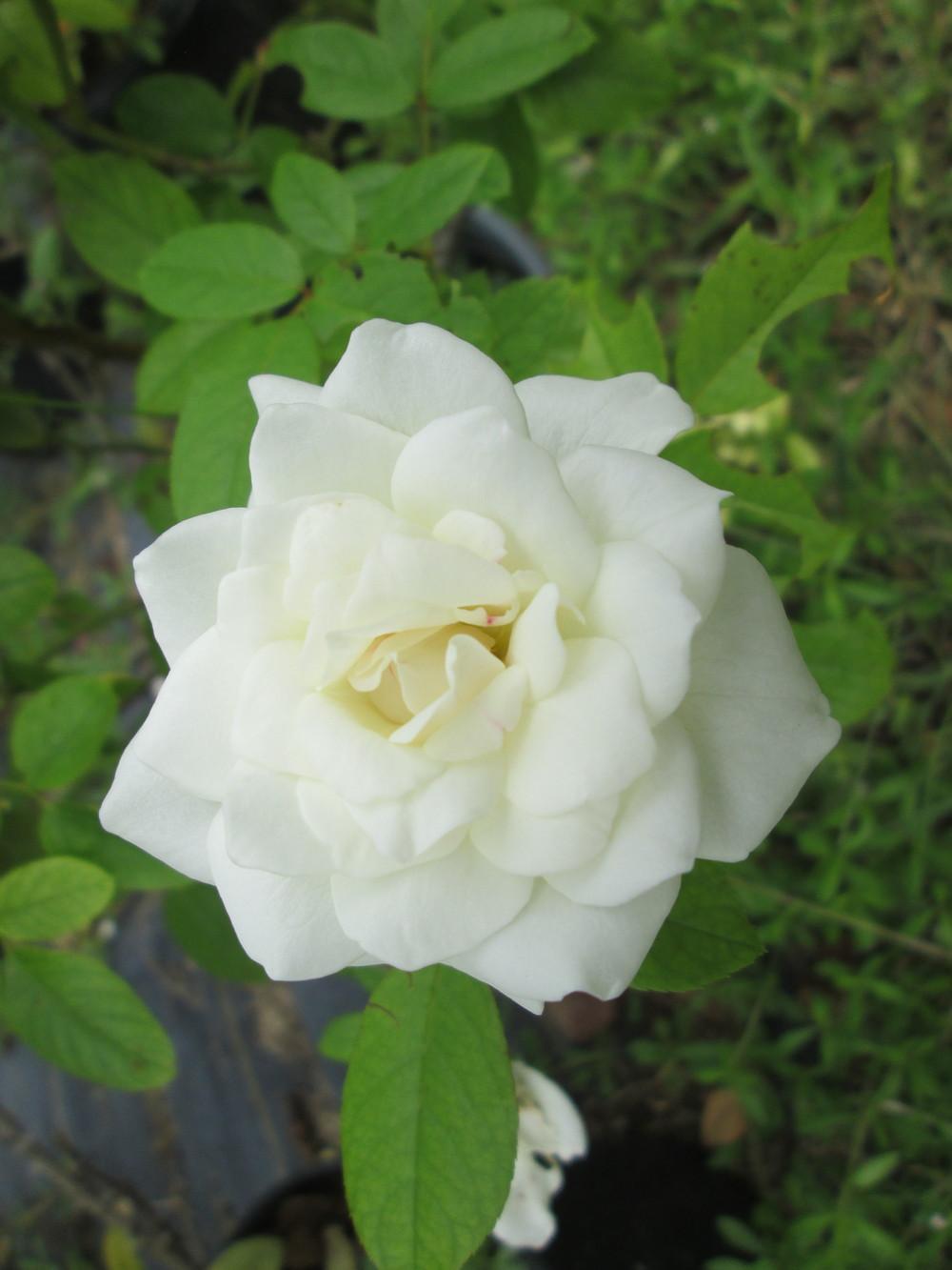 Photo of Rose (Rosa 'Iceberg') uploaded by christinereid54