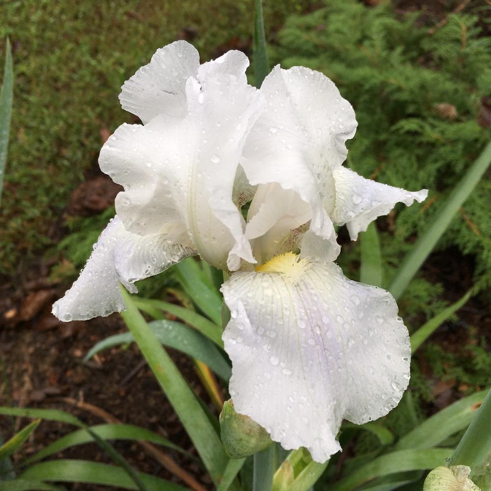 Photo of Tall Bearded Iris (Iris 'Immortality') uploaded by csandt