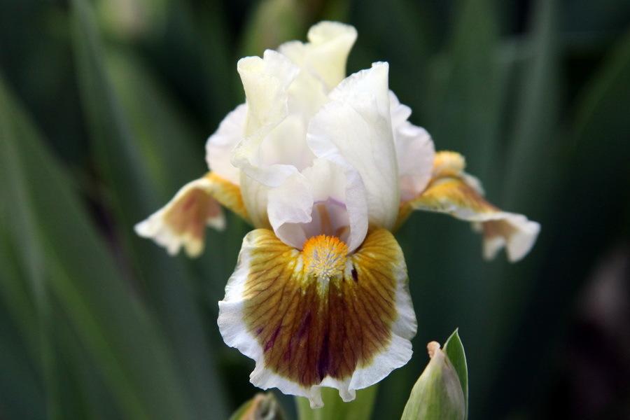Photo of Standard Dwarf Bearded Iris (Iris 'Vorozhba') uploaded by dimson67