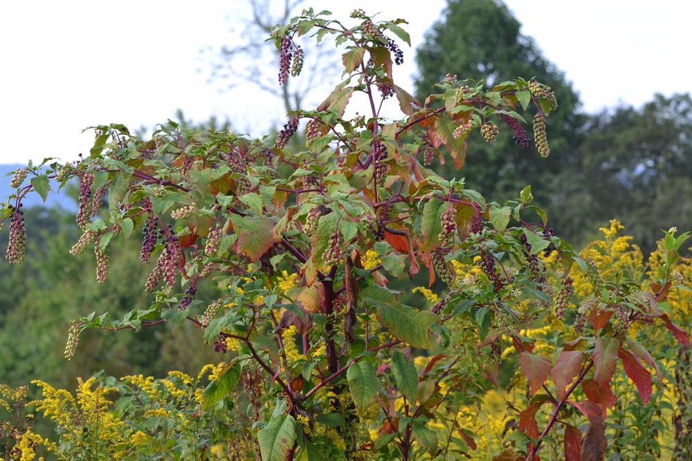 Photo of Pokeweed (Phytolacca americana) uploaded by sunkissed