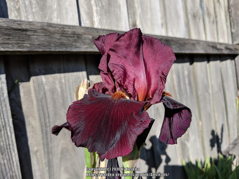 Photo of Tall Bearded Iris (Iris 'Hell's Fire') uploaded by Australis