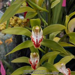 Location: Melbourne Orchid Spectacular (OSCOV Show), Victoria, Australia
Date: 2018-08-24
Part of the Berwick Orchid Club display.