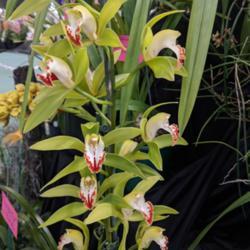 Location: Melbourne Orchid Spectacular (OSCOV Show), Victoria, Australia
Date: 2018-08-24
Part of the Berwick Orchid Club display.