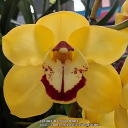 Location: Melbourne Orchid Spectacular (OSCOV Show), Victoria, Australia
Date: 2018-08-24
Part of the Bayside Orchid Society display.
