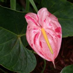 Location: My greenhouse, Florida
Date: 4000-09-25
I don't grow hardly any ornamental 'flamingo flower' anthuriums (