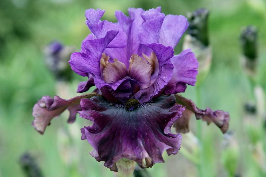 Photo of Tall Bearded Iris (Iris 'Dakota Smoke') uploaded by dimson67