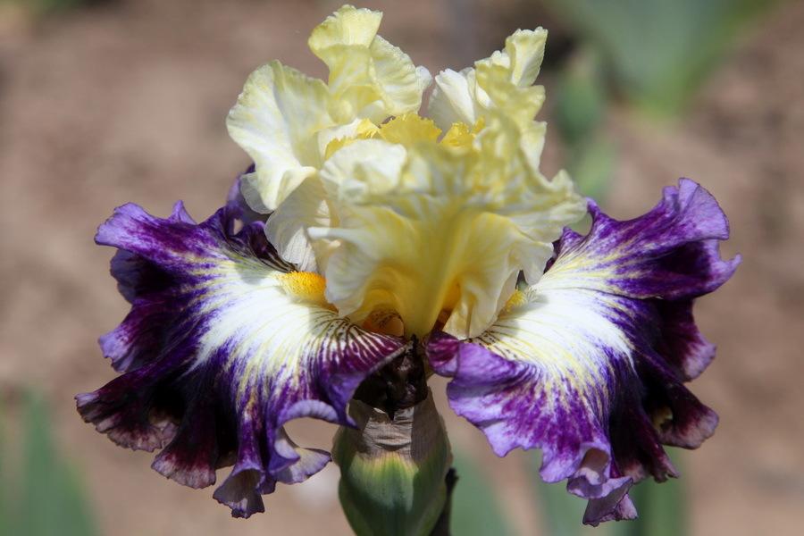 Photo of Tall Bearded Iris (Iris 'Cold Fusion') uploaded by dimson67