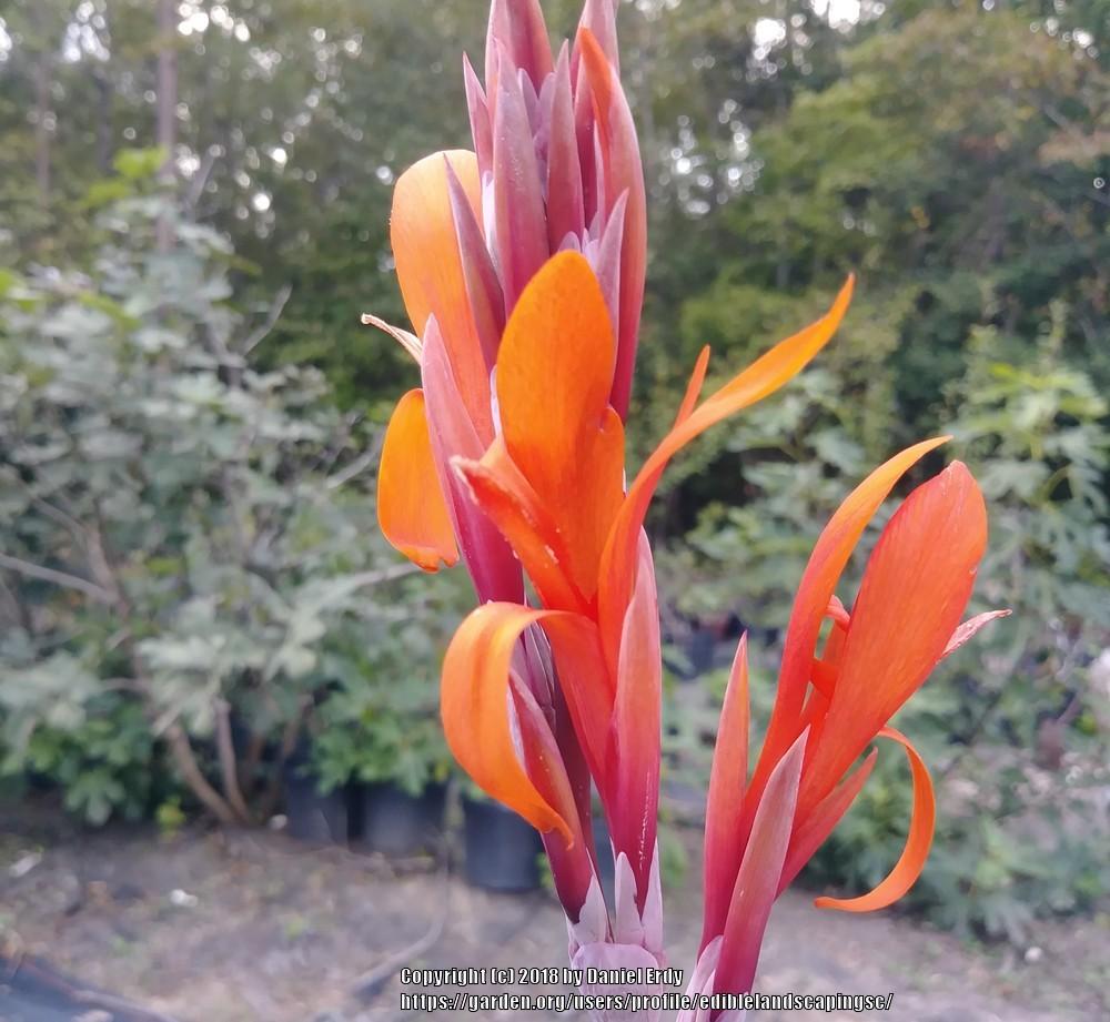 Photo of Cannas (Canna) uploaded by ediblelandscapingsc