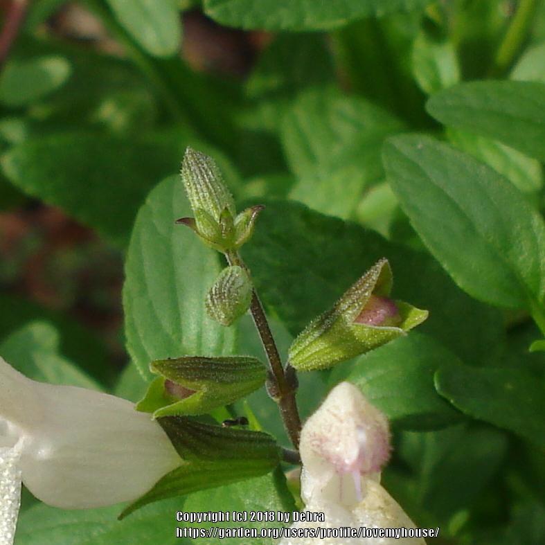 Photo of Salvia (Salvia x jamensis Heatwave™ Glimmer) uploaded by lovemyhouse