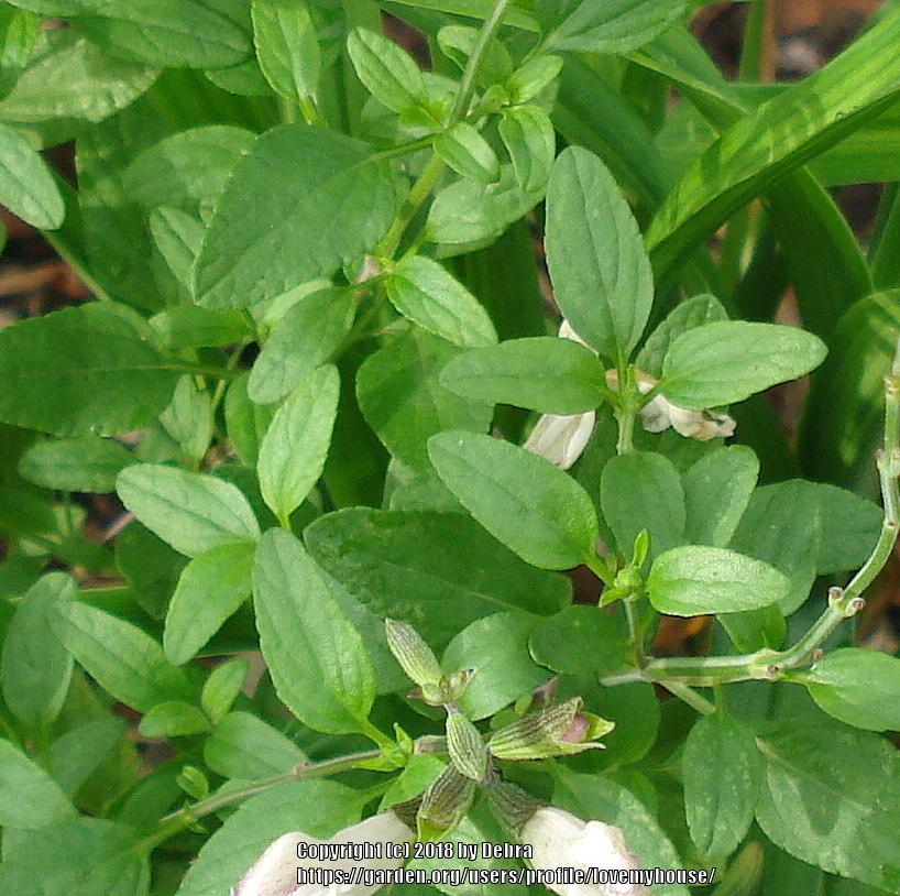 Photo of Salvia (Salvia x jamensis Heatwave™ Glimmer) uploaded by lovemyhouse